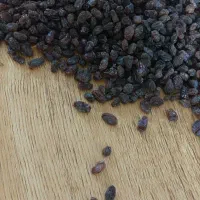 کشمش آفتابی