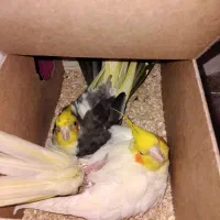 عروس هلندی مولد