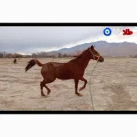 اسب دره شور|اسب و تجهیزات اسب‌سواری|خفر, |دیوار