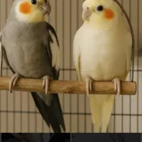 واگذاری عروس هلندی نر و ماده با تجهیزات