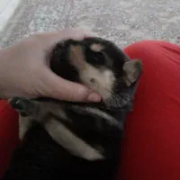 سگ ژرمن ورک