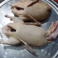 اردک محلی بالغ و نیمه بالغ