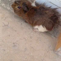 خوکچه هندی