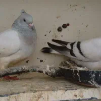 کبوترجفتی