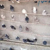 جوجه کفتر پرشی|پرنده|ری, شهرک نظامی|دیوار