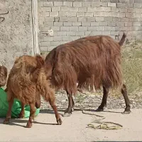 بز و بزغاله|حیوانات مزرعه|کرج, شاهینویلا|دیوار