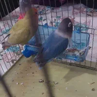 طوطی برزیلی نر و ماده|پرنده|نهاوند, |دیوار