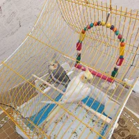 فرش عروس هلندی|پرنده|پیرانشهر, |دیوار