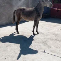 هر نمونه قاطر موجود|حیوانات مزرعه|شیراز, تحویلی|دیوار