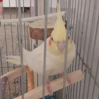 عروس هلندی|پرنده|کرج, شهرک فهمیده|دیوار