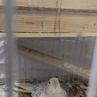 جفت عروس|پرنده|یاسوج, |دیوار