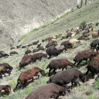 بره نر مادهسلام