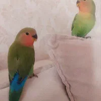 کوتوله برزیلی ۳ماهه دونخور نیمه دستی|پرنده|مشهد, فارغ التحصیلان|دیوار