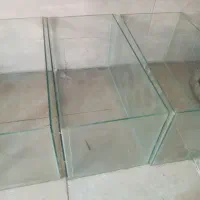 ماهی قرمز بادامی. گلدفیش آکواریوم