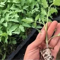 فروش ویژه نشاء صیفی‌جات وارداتی با کیفیت درجه یک