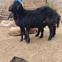 قره قزل|حیوانات مزرعه|قیدار, |دیوار