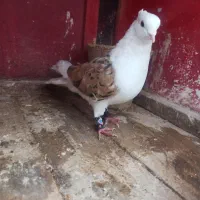 کبوتر پشت زرد خال سیاه داره