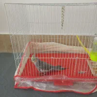 عروس هلندی نر با قفس|پرنده|مشهد, شهرک مهرگان|دیوار
