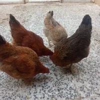 مرغ محلی چهارتا خوش رنگ