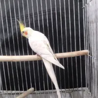 عروس هلندی نرو ماده|پرنده|ازنا, |دیوار