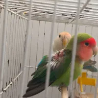 دو عدد کوتوله برزیلی