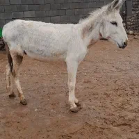 الاغ نر|حیوانات مزرعه|چگنی, |دیوار