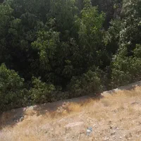 باغ فوری فروشی