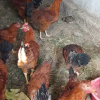 جوجه پنج ماهه سالم و سرحال