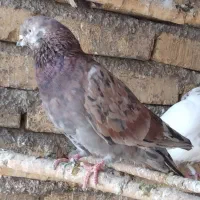 کبوتر|پرنده|هشتگرد, خور|دیوار