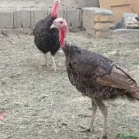 بوقلمو|حیوانات مزرعه|مبارکه, |دیوار