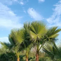 پالم واشنگتن دومتری و نایلکس تنه۴۰ سانتی