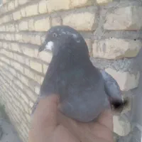 کبوتر ماده ۲خط سبز پولکی آلمانی