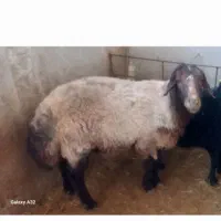 قوچ هترو  بالای ۱۰۰کیلو خالص افشاری