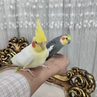 عروس هلندی