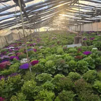 سینره|گل و گیاه طبیعی|پاکدشت, پاکدشت (مامازند)|دیوار