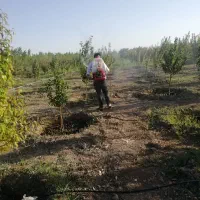 کل کارهای باغبانی سمپاشی تلیرزدن انجام می‌شود