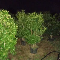 یاس  هلندی