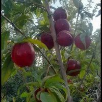 خرید زیردرختی سیب شما