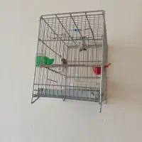 جوجه سهره|پرنده|ملایر, |دیوار