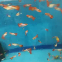 انواع ماهی و حلزون|ماهی|اراک, |دیوار