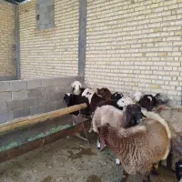 بره نر چاق|حیوانات مزرعه|مرودشت, زنگی آباد|دیوار