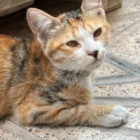 گربه‌ پیدا شده