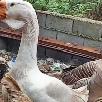 غاز اکراینی