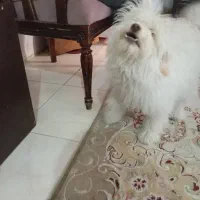 معاوضه با پرنده