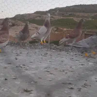 دس کفتر کبوتر