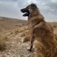 سگ کله|سگ|گل تپه, |دیوار