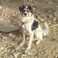 سگ نر پاکوتاه معاوضه