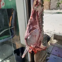 قصاب و سلاخ ذبح گوساله و گوسفند|خدمات پذیرایی، مراسم|اسلامشهر, شهرک مهدیه|دیوار