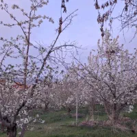 باغ ۲۰۰۰ متری با درختان مثمر در روستای زان
