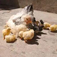 فروش  جوجه برهما بدون مادر دردانسفهان